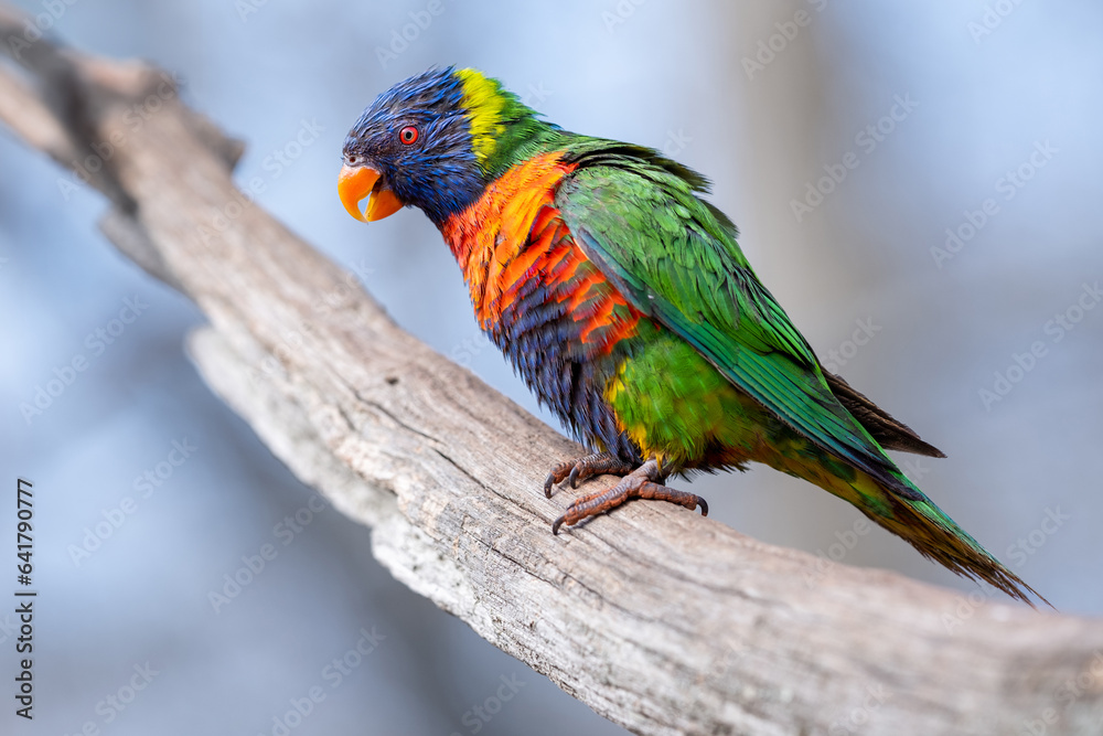 Un perroquet Loriquet arc-en-ciel perché sur une branche