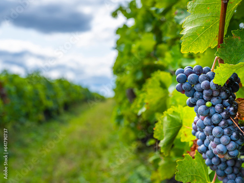 blue grapes in green vineyard