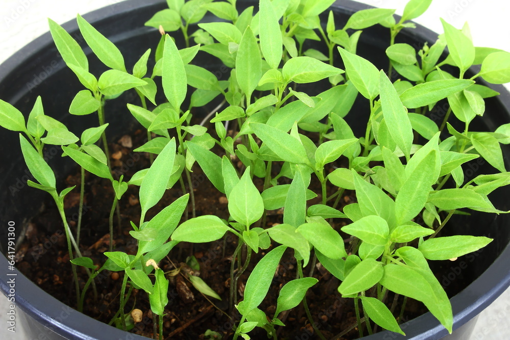 Seedlings of chili pepper or chilli pepper plant propagating from seeds in pot in potting soil for cultivation in garden or agriculture,top view Seedlings of chili pepper or chilli pepper plant propagating from seeds in pot in potting soil for cultivation in garden or agriculture,top view