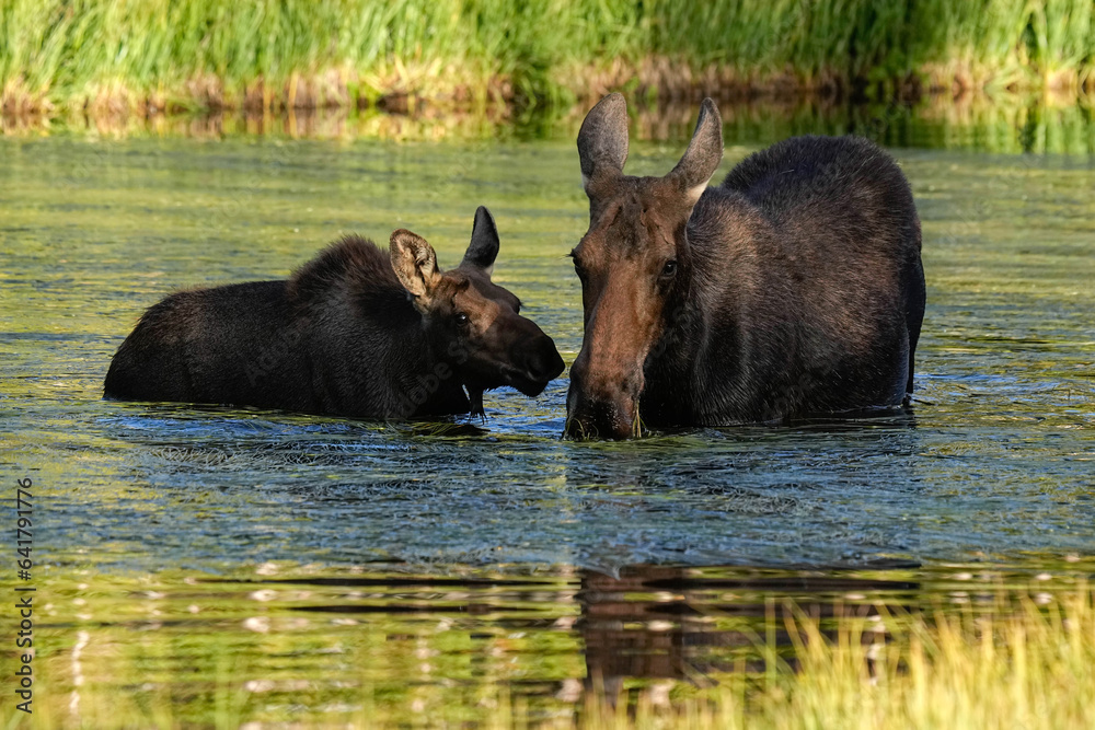 Moose - Colorado