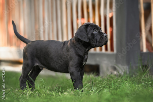 black cane corso puppy standing outdoors in summer
