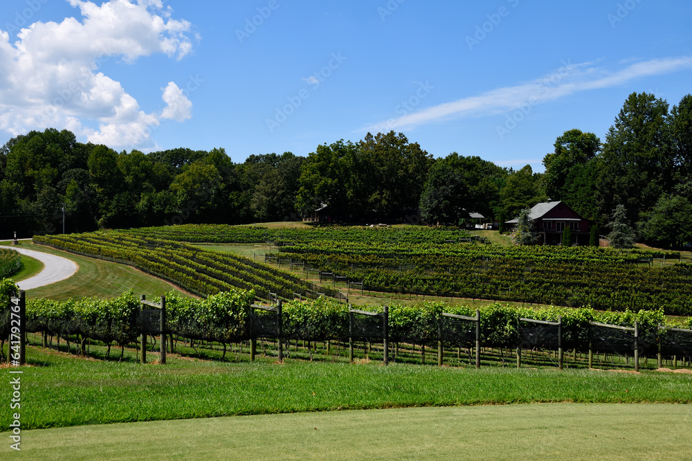 Scenic view showing the vineyards at Cleveland, Georgia wine country.
