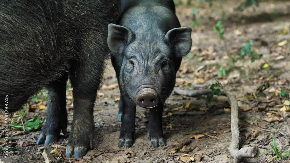 Close-up of a piglet of black mini pig breed next to a hog. Front view. The piglet looks curiously at the camera. Domestic free-range pigs. Concept of livestock and pig farming Close-up of a piglet of black mini pig breed next to a hog. Front view. The piglet looks curiously at the camera. Domestic free-range pigs. Concept of livestock and pig farming