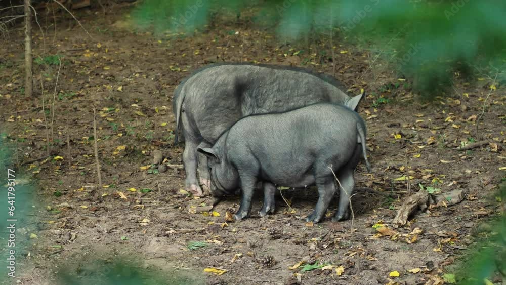 Mum pig and two cute black piglets walking in dry ground with fallen leaves looking for something edible. Funny black piglets. Farm and pig farming concept Mum pig and two cute black piglets walking in dry ground with fallen leaves looking for something edible. Funny black piglets. Farm and pig farming concept