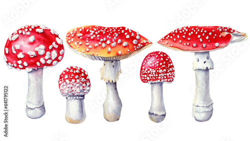 Watercolor fly agaric illustration, fly agaric hand painted for design and invitations. Mushroom watercolor set