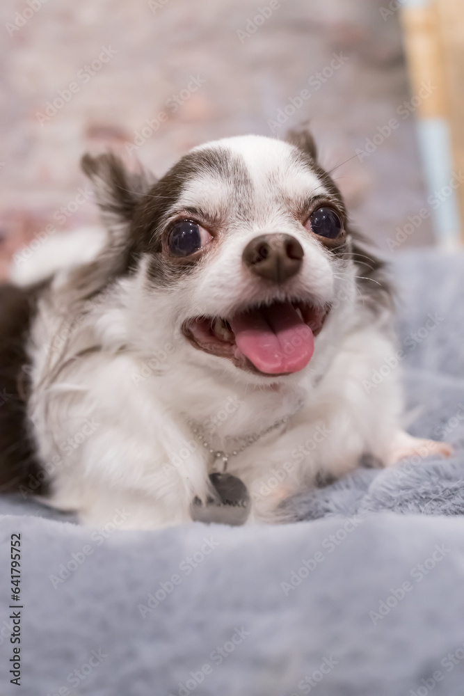 Studio shot of an adorable Chihuahua puppy standing on black and white background. Studio shot of an adorable Chihuahua puppy standing on black and white background.