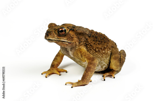 Asian common toad // Schwarznarbenkröte (Duttaphrynus melanostictus, Bufo melanostictus)