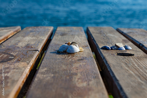Macro photography of sea shells on brown wooden table