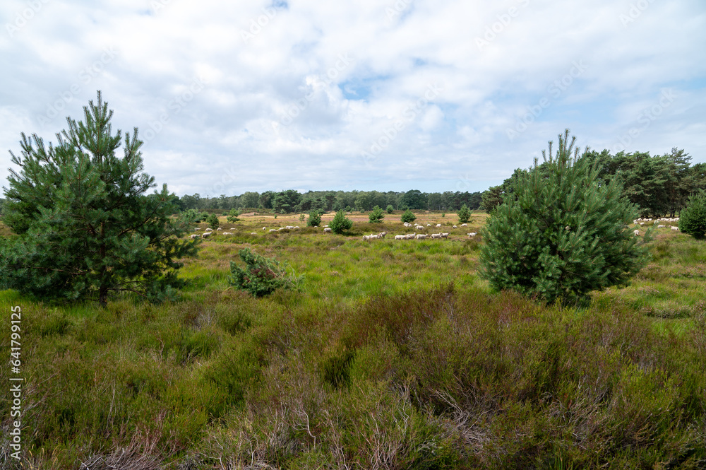 herd of sheep , grazing in nature