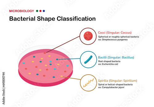 Bacterial Shape Classification in Microbiology: cocci, bacilli, and spirilla (spirochetes)