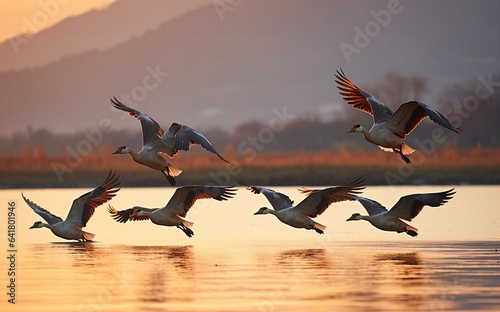 wild geese flying in V-formation over the lake, autumn sunset and landscape, goose as symbol for traveling south and  season changing photo