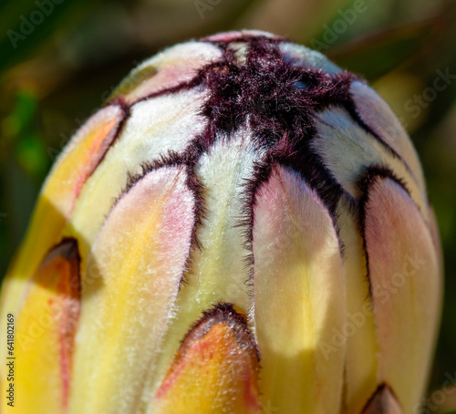 Cream cylindrical flowerhead of a narrow-leaved sugarbush (Protea neriifolia), roadsie near Kysoe, Western Cape. photo