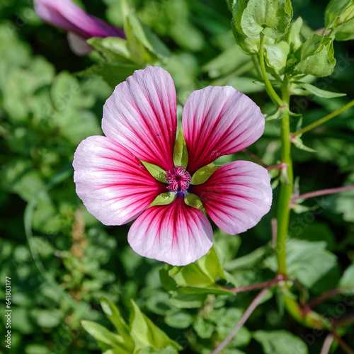 white to pink garden flower