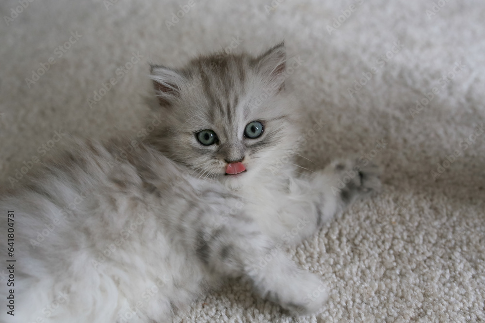 a small cute fluffy kitten of a british longhair cat lies on a light carpet in the living room, a pet in a modern interior, a tiny animal with big eyes