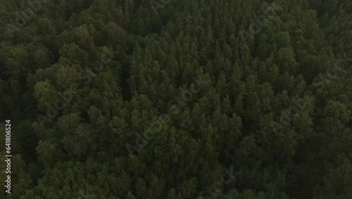 Dramatic and epic drone shot of the woods bird view, during a sunset or a sunrise dusk or dawn