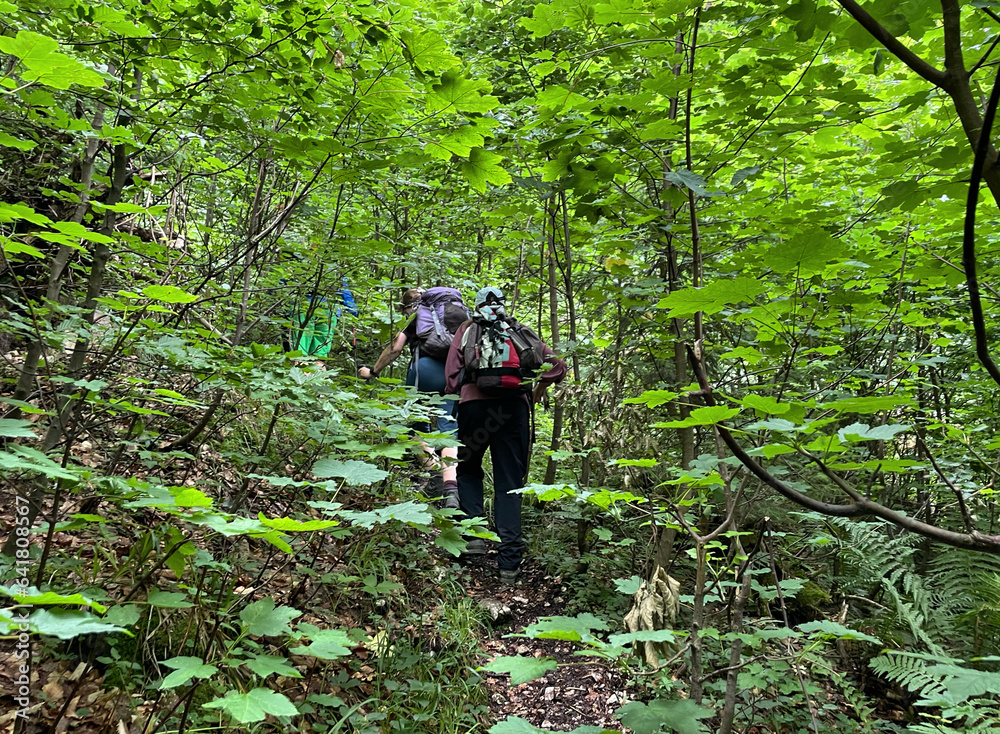 Bergwanderer mit Rucksack verschwinden auf einem schmalen Pfad im Unterholz im Gebiet der Hochplatte, Chiemgau, Alpen, Bayern, Deutschland