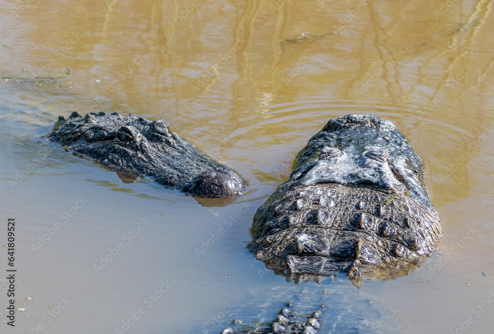 Naklejka premium American Alligators