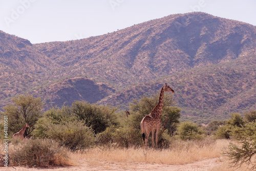 Giraffe standing among the trees with mountains and sky in the background, Okapuka Safari Lodge near Namibia’s capital Windhoek, Namibia