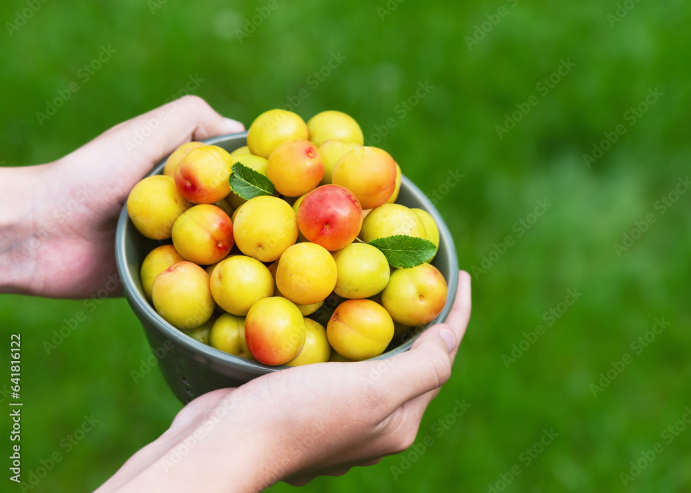 Small ceramic sieve full of freshly harvested organic mini yellow plums in the girls hands. Healthy food and harvesting concept. Selective focus. Small ceramic sieve full of freshly harvested organic mini yellow plums in the girls hands. Healthy food and harvesting concept. Selective focus.