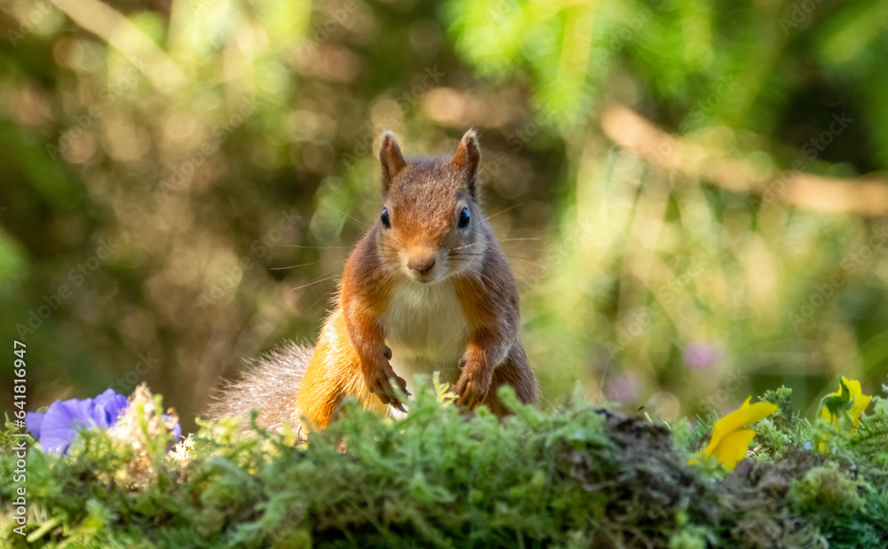 Curious little scottish red squirrel in the woodland with natural background Curious little scottish red squirrel in the woodland with natural background