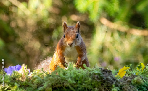 Curious little scottish red squirrel in the woodland with natural background  © Sarah