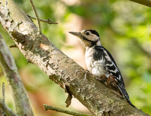 Juvenile male great spotted woodpecker on a tree trunk in the woodland