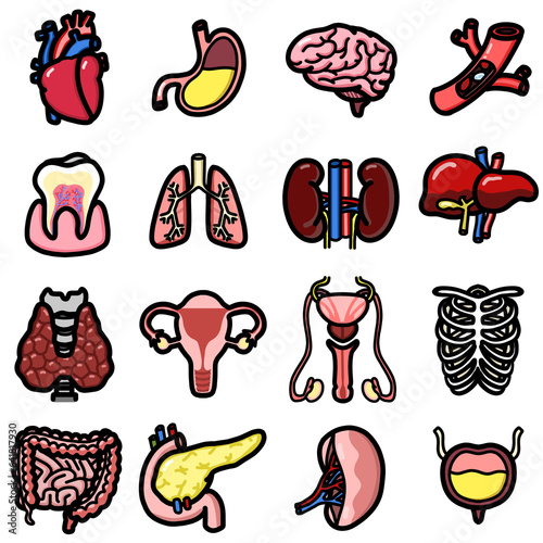 anatomy organ doctor theme icon photo