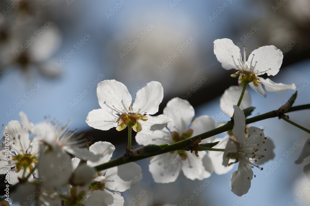 Sun shining on white apple blossom petals on a tree in rural Germany on a spring day. Sun shining on white apple blossom petals on a tree in rural Germany on a spring day.