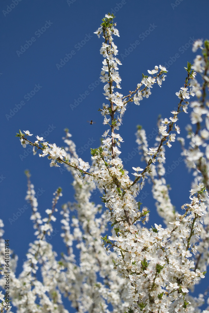 White flowers covering a tree against a blue sky on a spring day in rural Germany.
