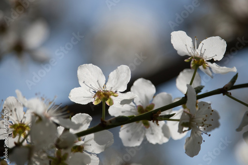 Sun shining on white apple blossom petals on a tree in rural Germany on a spring day.