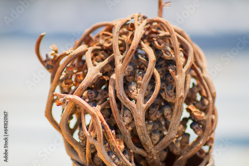 Dry branches with flowers of plant growing in the desert close-up. Mystical photo, similar to people gathered in one place and connected hands together. Natural medicinal plant use in folk medicine photo