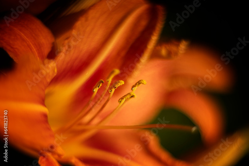 Pomarańczowe kwiaty liliowca, ujęcie makro, czarne tło
