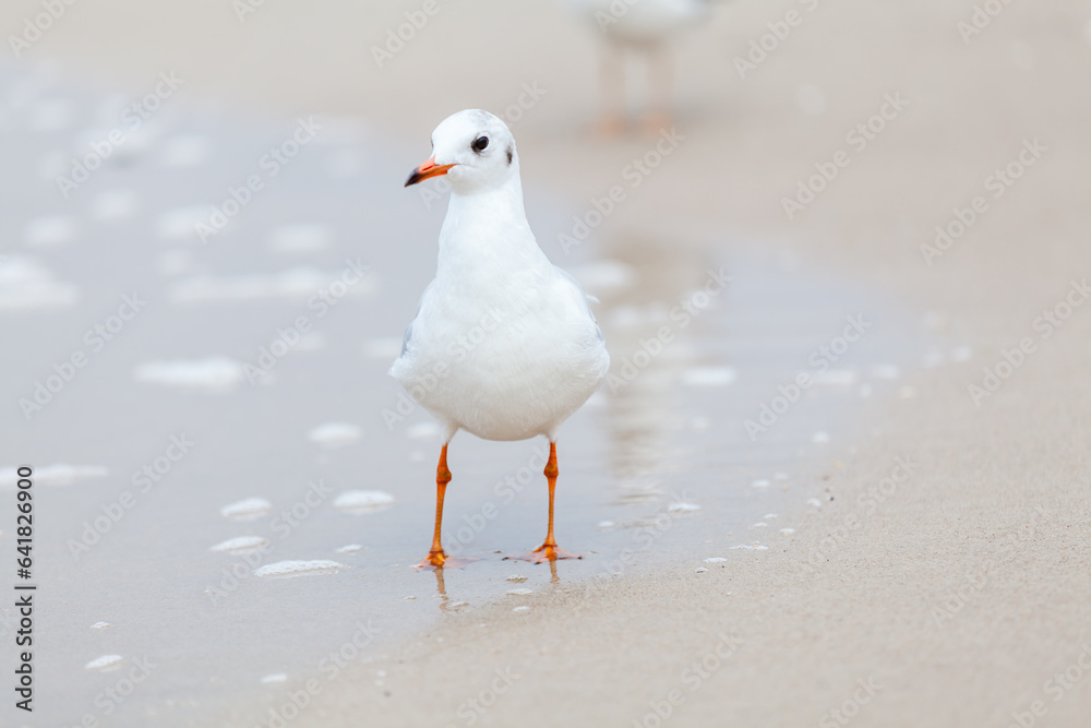 Seagull in the natural environment on the Baltic Sea. Seagull in the natural environment on the Baltic Sea.