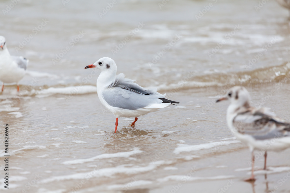 Seagull in the natural environment on the Baltic Sea. Seagull in the natural environment on the Baltic Sea.