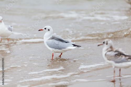 Seagull in the natural environment on the Baltic Sea.