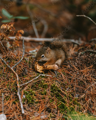 Eichhörnchen verzehrt einen Pilz photo