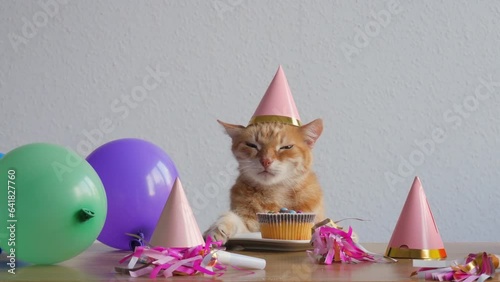birthday. red cat in a cap on his head. Balls. cat