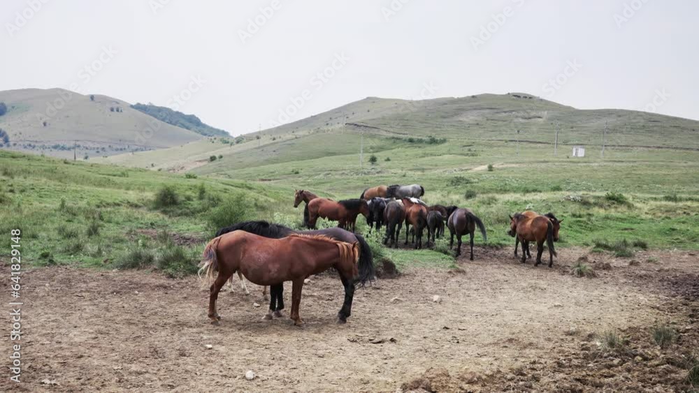 Herd of beautiful wild horses grazing on the mountain meadow in summer, amazing landscape Herd of beautiful wild horses grazing on the mountain meadow in summer, amazing landscape