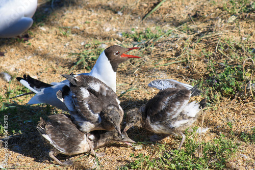 A mother black-headed gull with her offspring. Mom takes care of the little ones. Very cute. photo