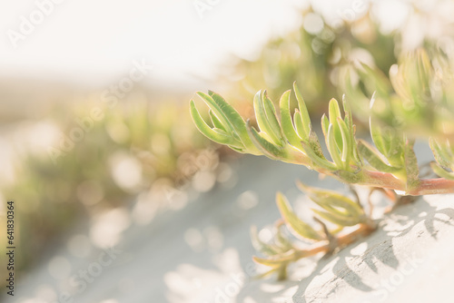 Cactus and sand dunes