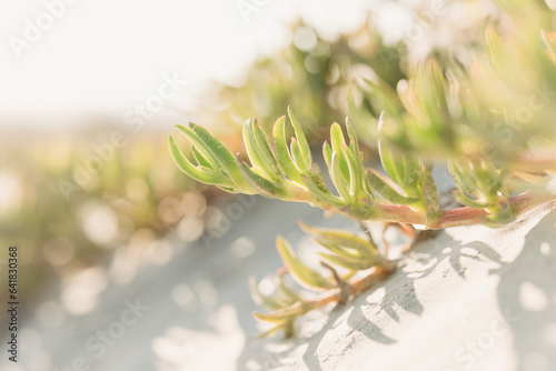 Cactus and sand dunes