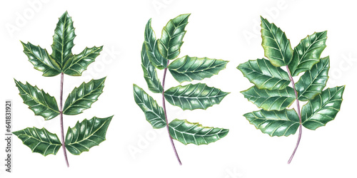 Oregon grape, Mahonia leaf, Holly leaves. Set of shiny green brunches. Watercolor illustration isolated on white background. For Christmas decoration, Xmas cards, New Year greetings