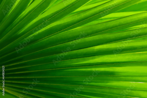 Image of a natural landscape in the abstract featuring shadows and green palm leaves.