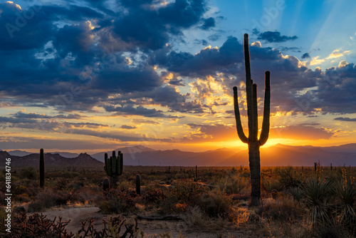Silhouette Of Saguaro Cactus With Sun Rising Behind In Arizona