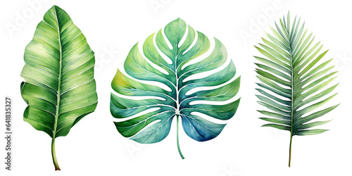 Set of watercolor tropical leaves Tropical plants. Watercolor botany. leaves of monserrat photo