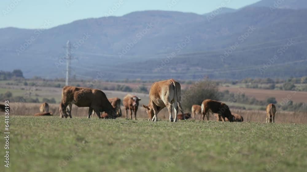Beefmaster cattle herd grazing in a green meadow field, selective focus cinematic shot, slow motion Beefmaster cattle herd grazing in a green meadow field, selective focus cinematic shot, slow motion