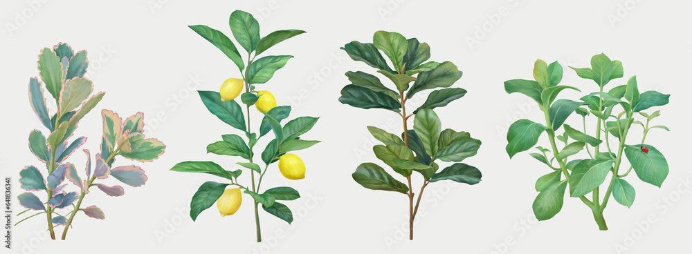Four set of green plant illustrations