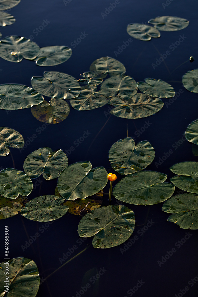 lilies on the lake