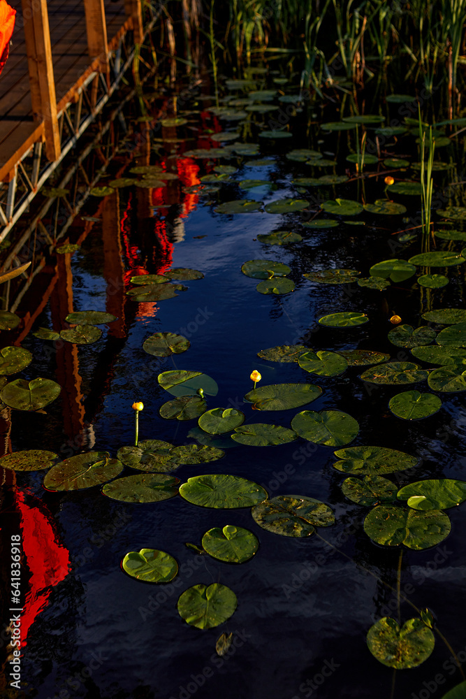 water lily in lake