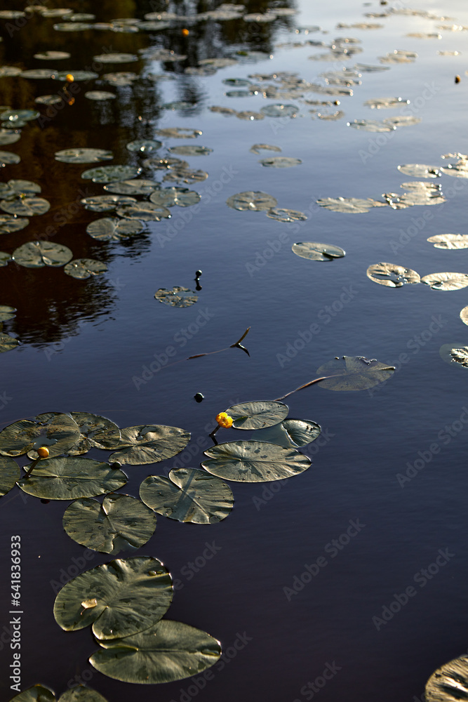 water lily in the lake